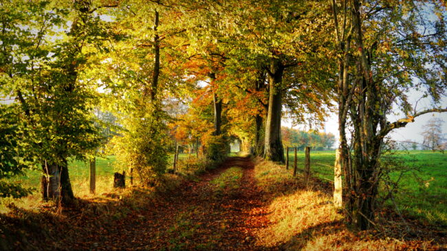 Chemin automnale