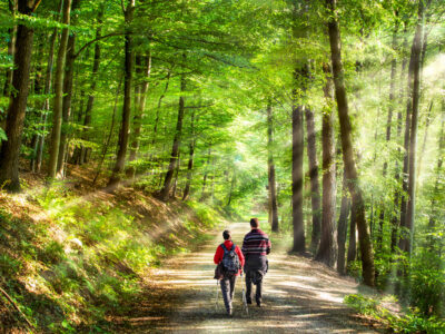 Spaziergang im Wald Spaziergang im Wald