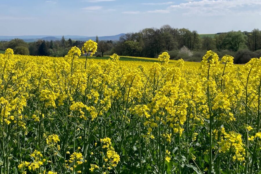 Der gelbe Monat auf dem Maifeld